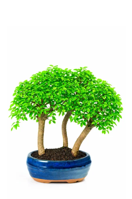 Chinese Elm Bonsai Copse | Triple Bonsai Forest