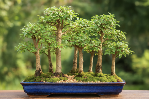 Bonsai Forest