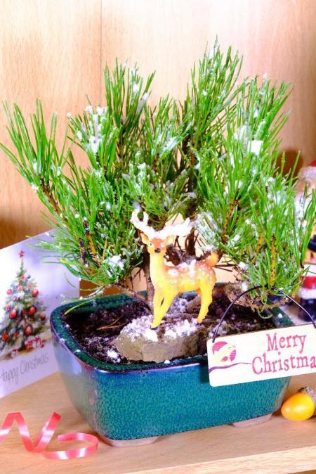 Christmas Pine - dwarf pine snowy scene