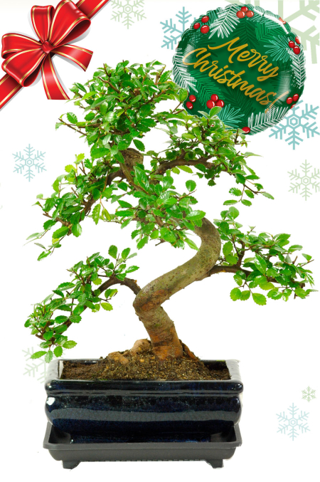 Chinese Elm Christmas Bonsai Gift – A Beautiful Indoor Tree with Festive Fir & Berries Balloon