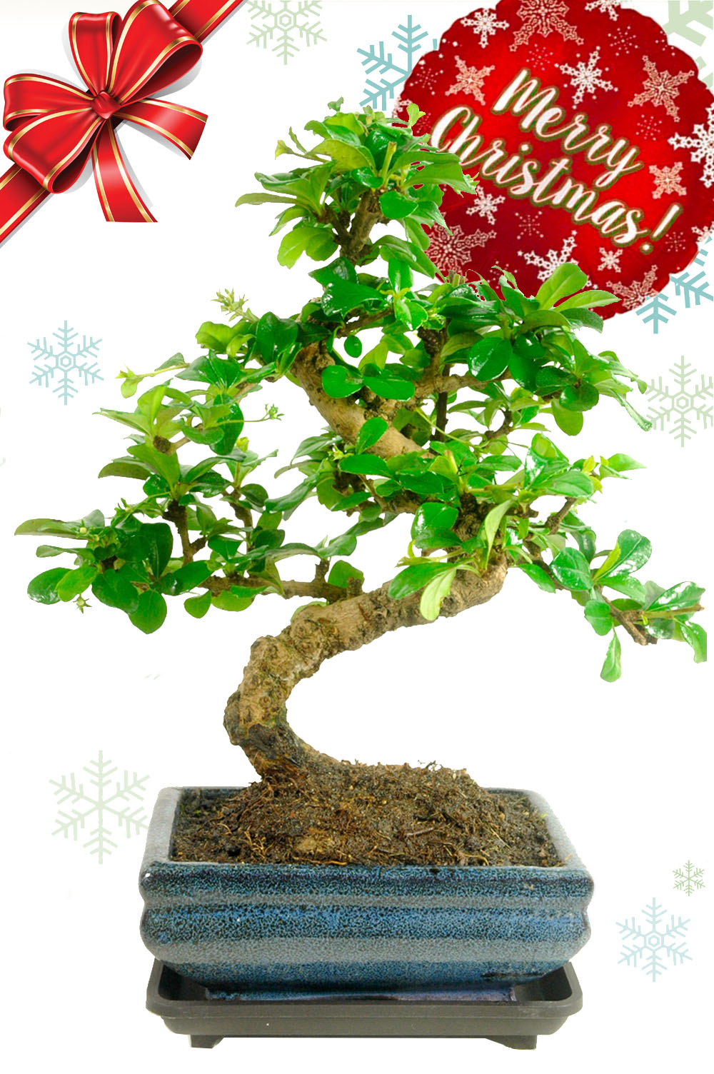Carmona “Tree of Devotion” Christmas Bonsai Gift– Flowering 8-Year Gift Tree