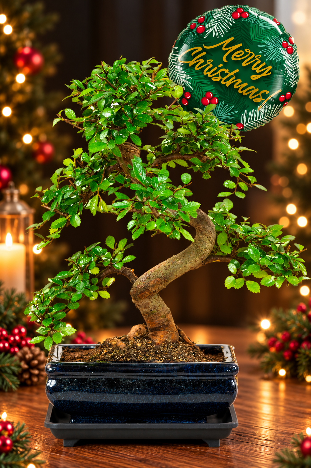 Chinese Elm Christmas Bonsai Gift – A Beautiful Beginners Indoor Tree with Festive Fir & Berries Balloon