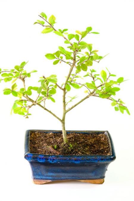 Grow your own bonsai with our lovely young Chinese Elm saplings