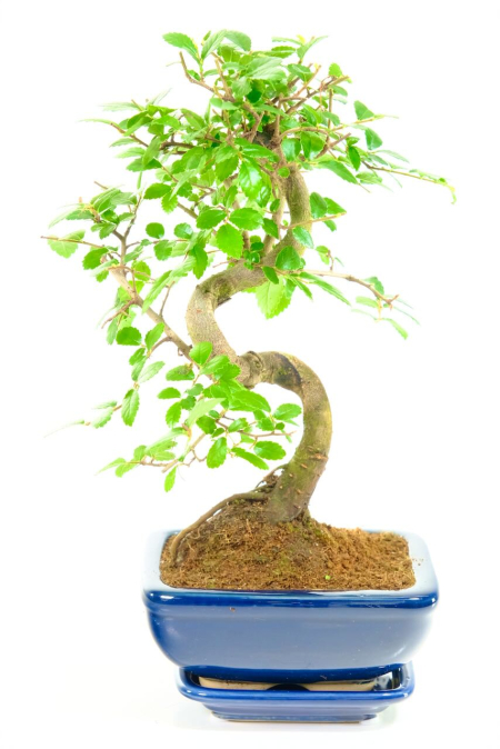 Shohin Chinese Elm – Miniature Bonsai Tree with Elegant Structure