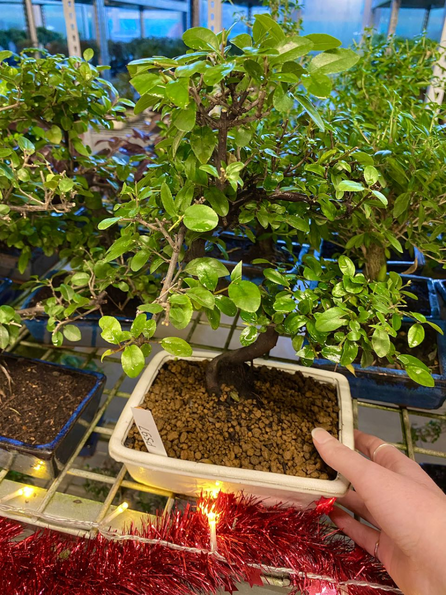 Chinese Sweet Plum bonsai tree