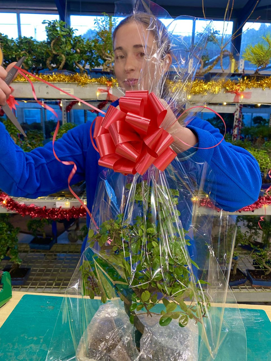 Gift wrapping bonsai tree