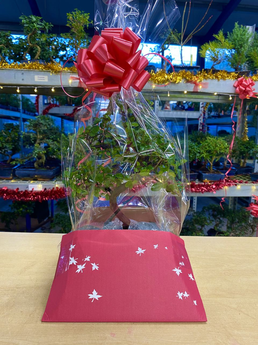 Bonsai tree in cardboard fitment