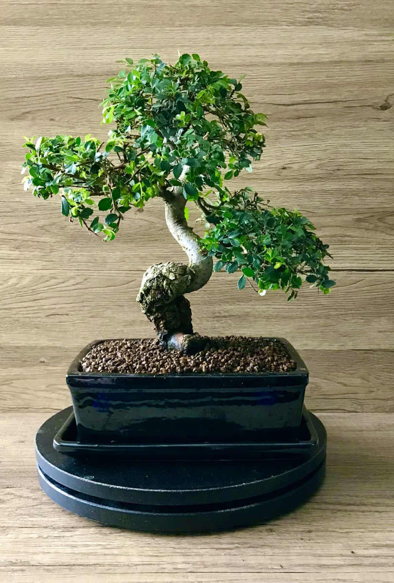 Paul's Chinese Elm bonsai tree
