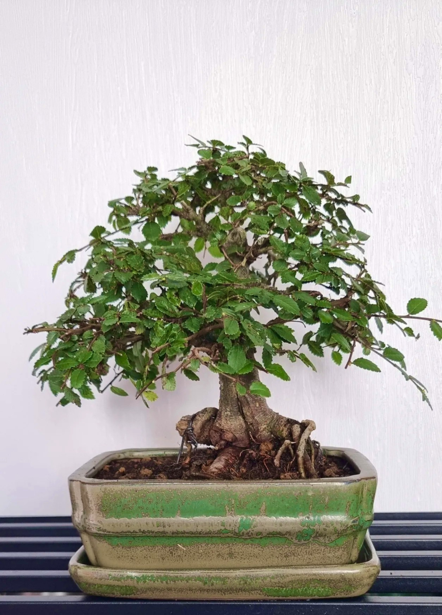 Artistic Chinese Elm bonsai - Paul