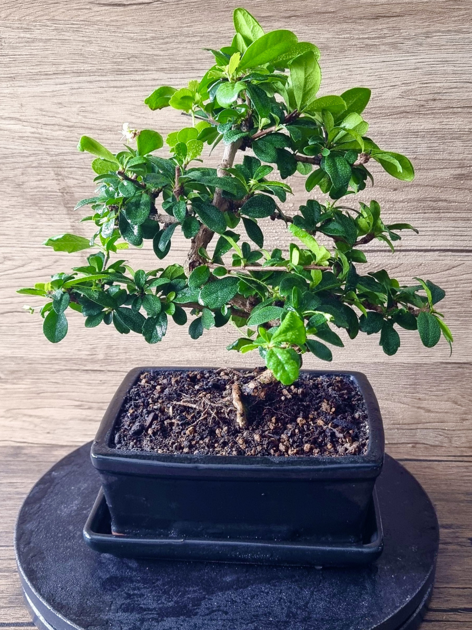 Fukien Tea Tree