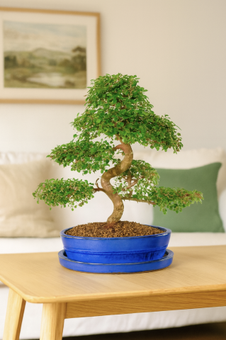 Last minute bonsai tree gifts