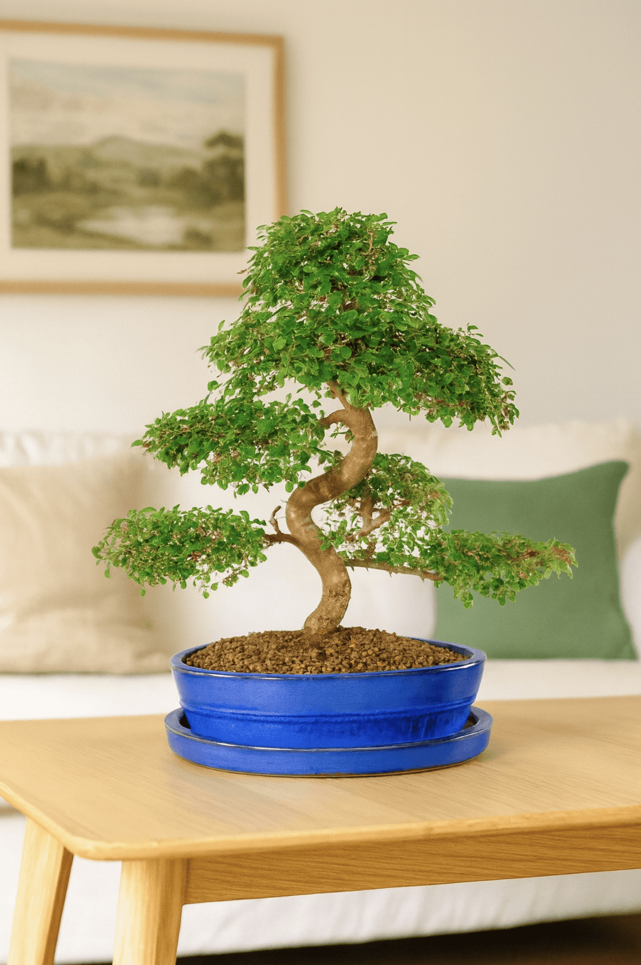 bonsai green weeping willow tree Bonsai Tree Bundle - 3 Thick Trunk Bonsai Willow Tree Cuttings