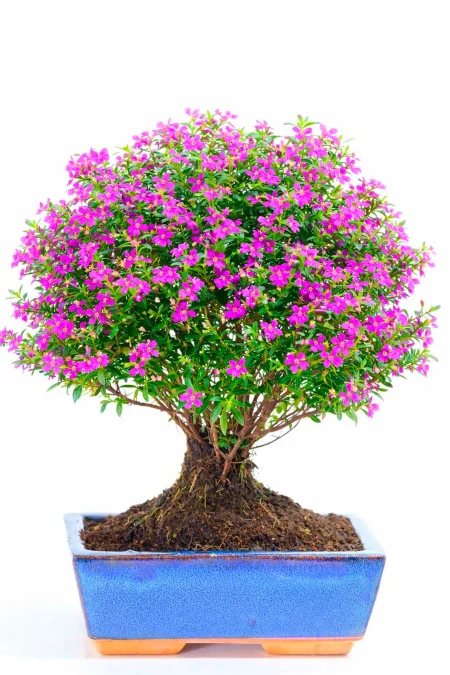 Freely Flowering Indoor Bonsai Tree – Cuphea hyssopifolia