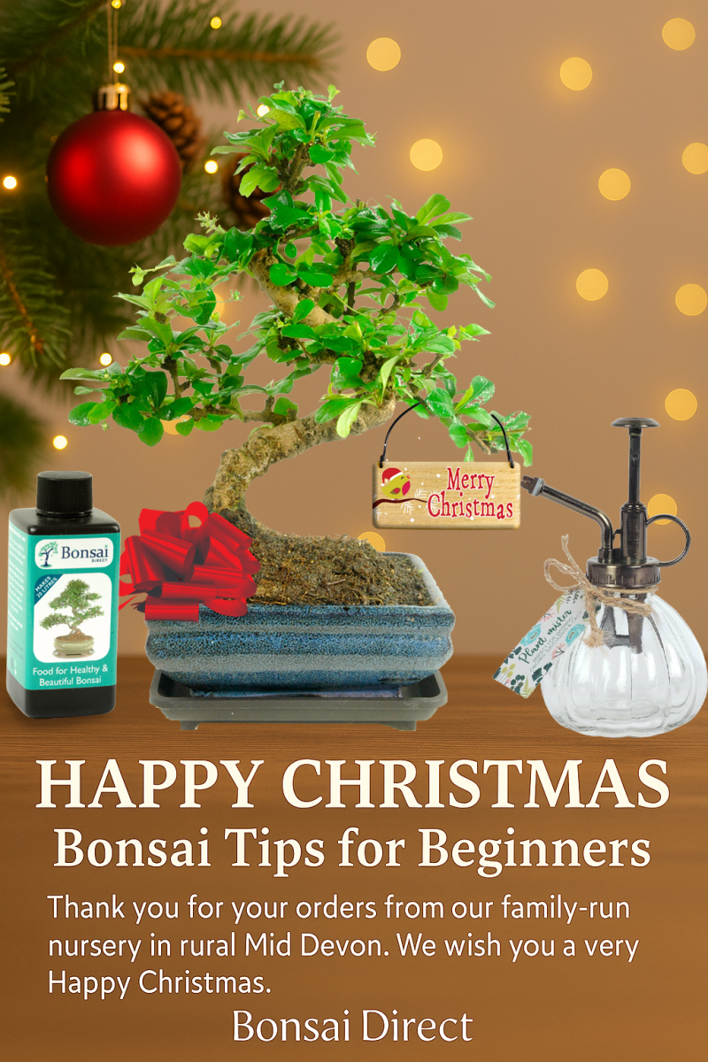 Merry Christmas from the Bonsai Direct Team