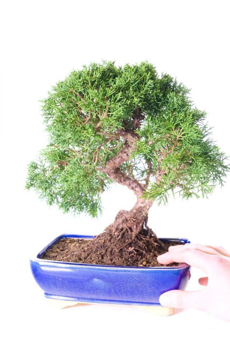Top quality Chinese juniper in rich blue pot