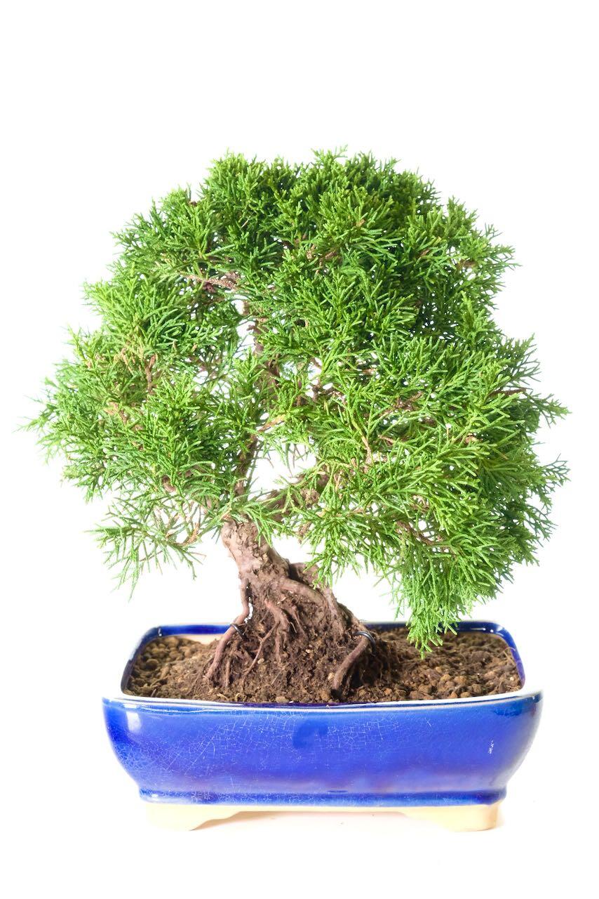 Juniperus chinensis evergreen bonsai for sale