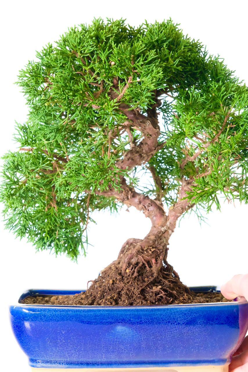 16-Year-Old Evergreen Juniper Bonsai | Styled by Hand