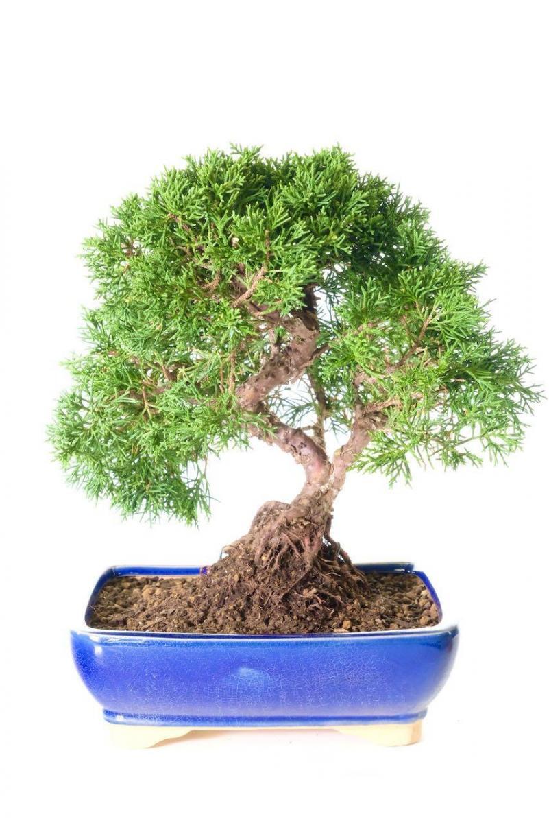 Sensational Evergreen Juniper Bonsai in a Stunning Pot - Excellence Range