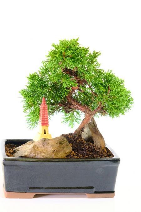 Chinese Juniper Bonsai Tree | 13-Year-Old Evergreen with Stunning Taper, Pagoda & Feature Rocks