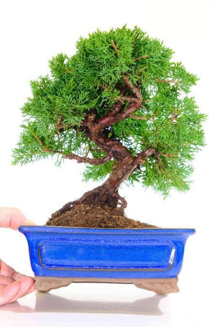 This photograph of the bonsai with Lloyds hand is given to show scale