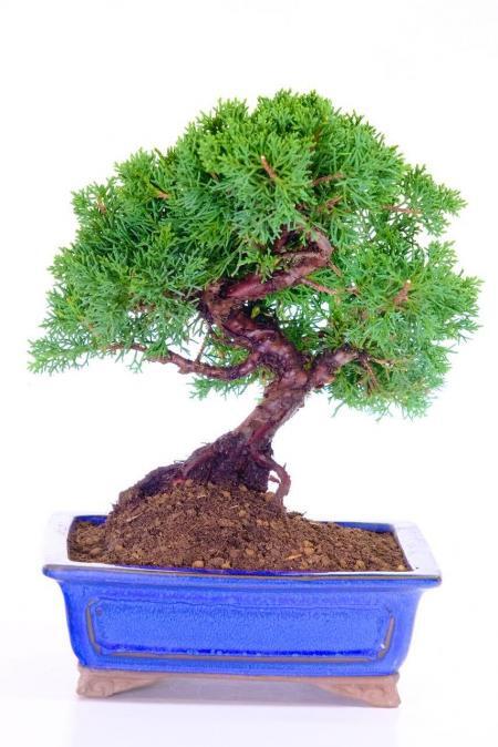 Elite Chinese Juniper Bonsai | Hardy 16-Year-Old Outdoor Evergreen