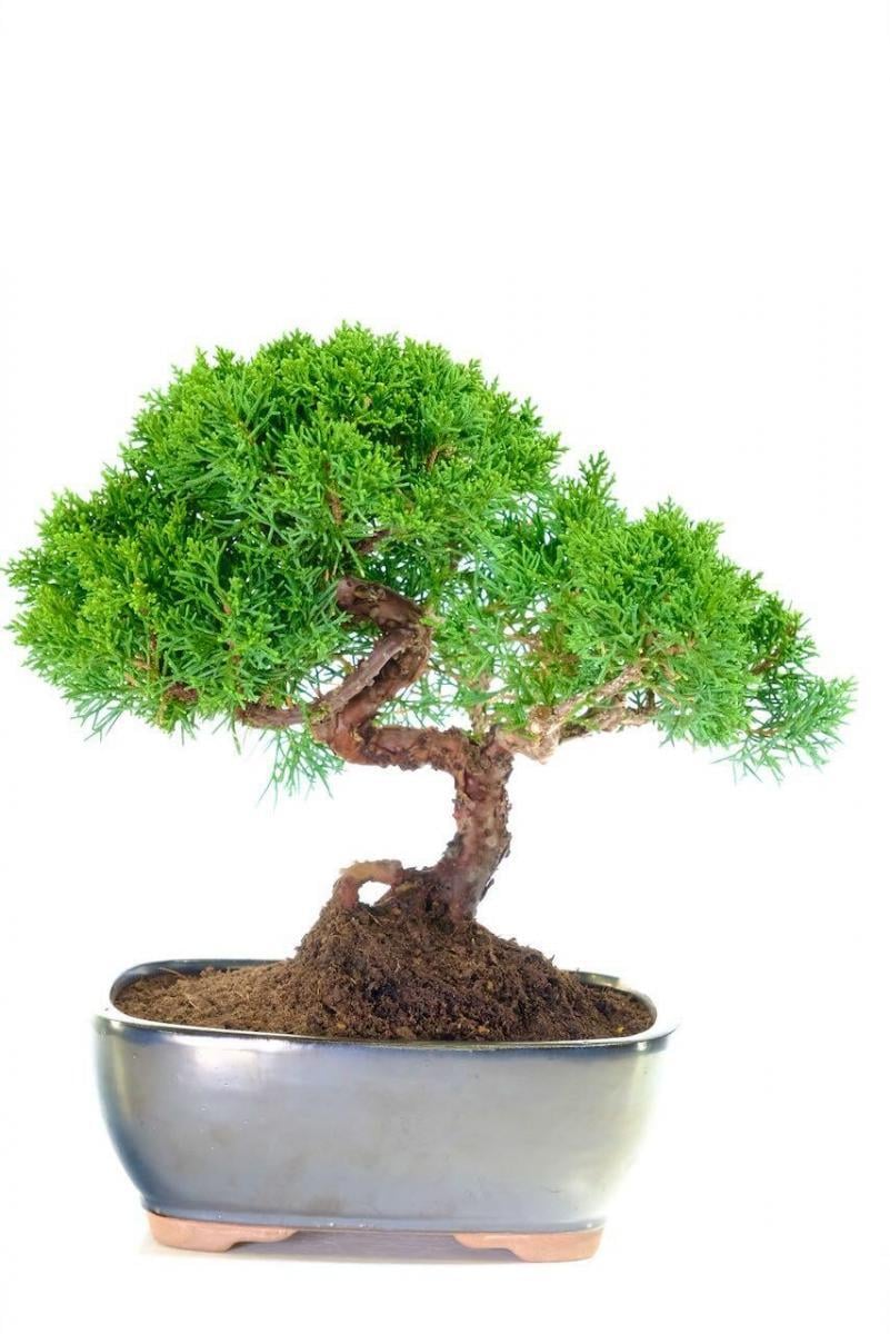 Magnificent Miniature Juniperus Chinensis Evergreen Bonsai Tree