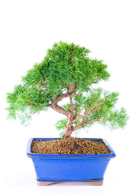 Sensational Evergreen Juniper Bonsai - An All Time Favourite