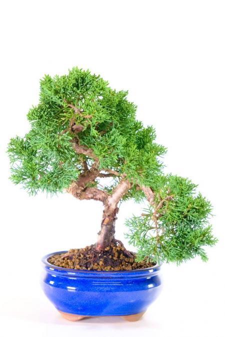 Ornate twisty Juniper bonsai tree