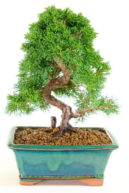 Exceptional twisty bonsai tree