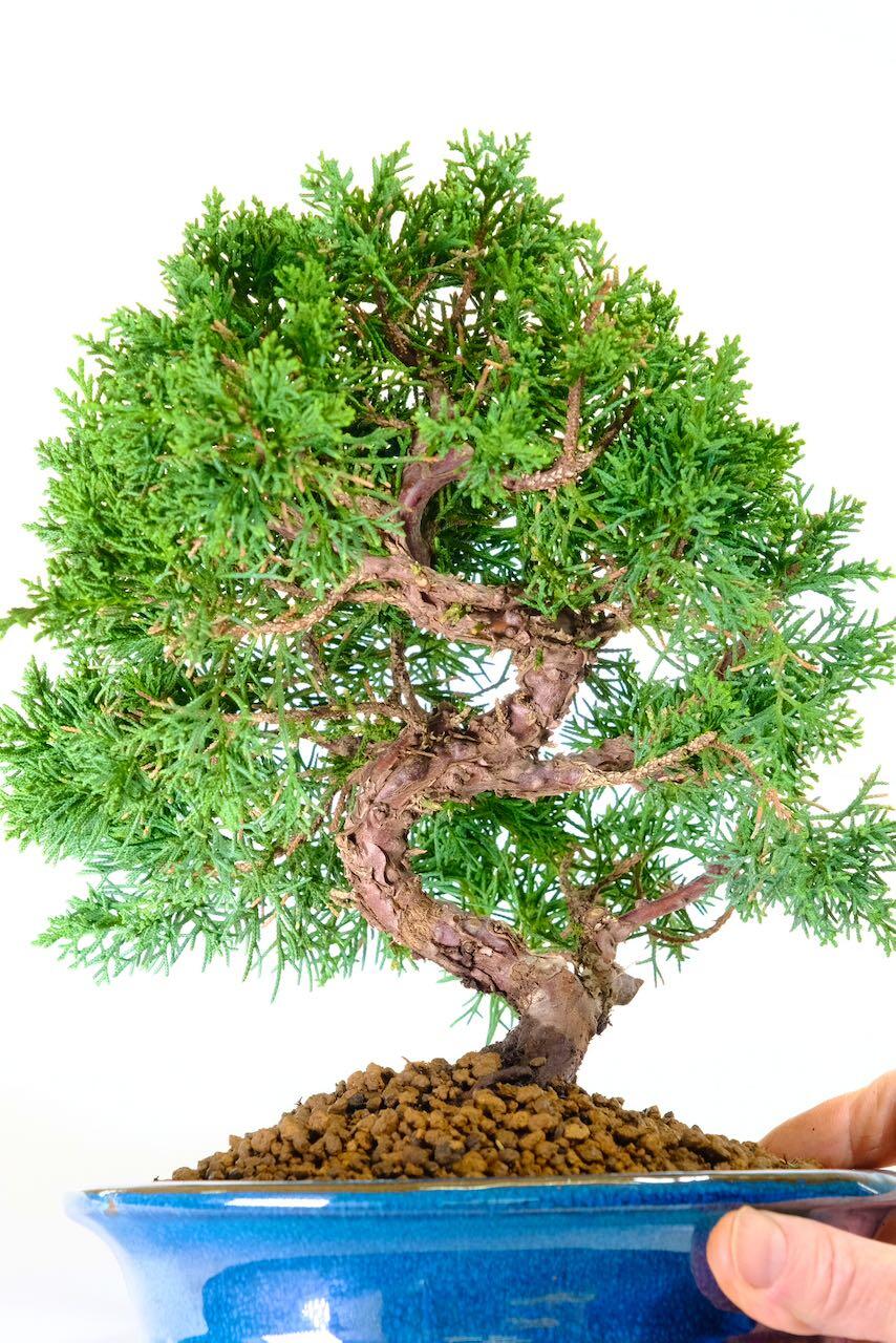 Traditional bonsai favourite