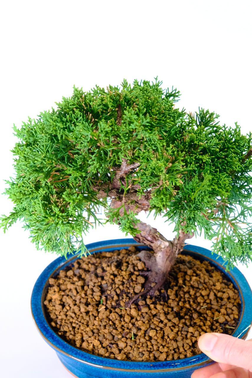 Fabulous twisty outdoor bonsai