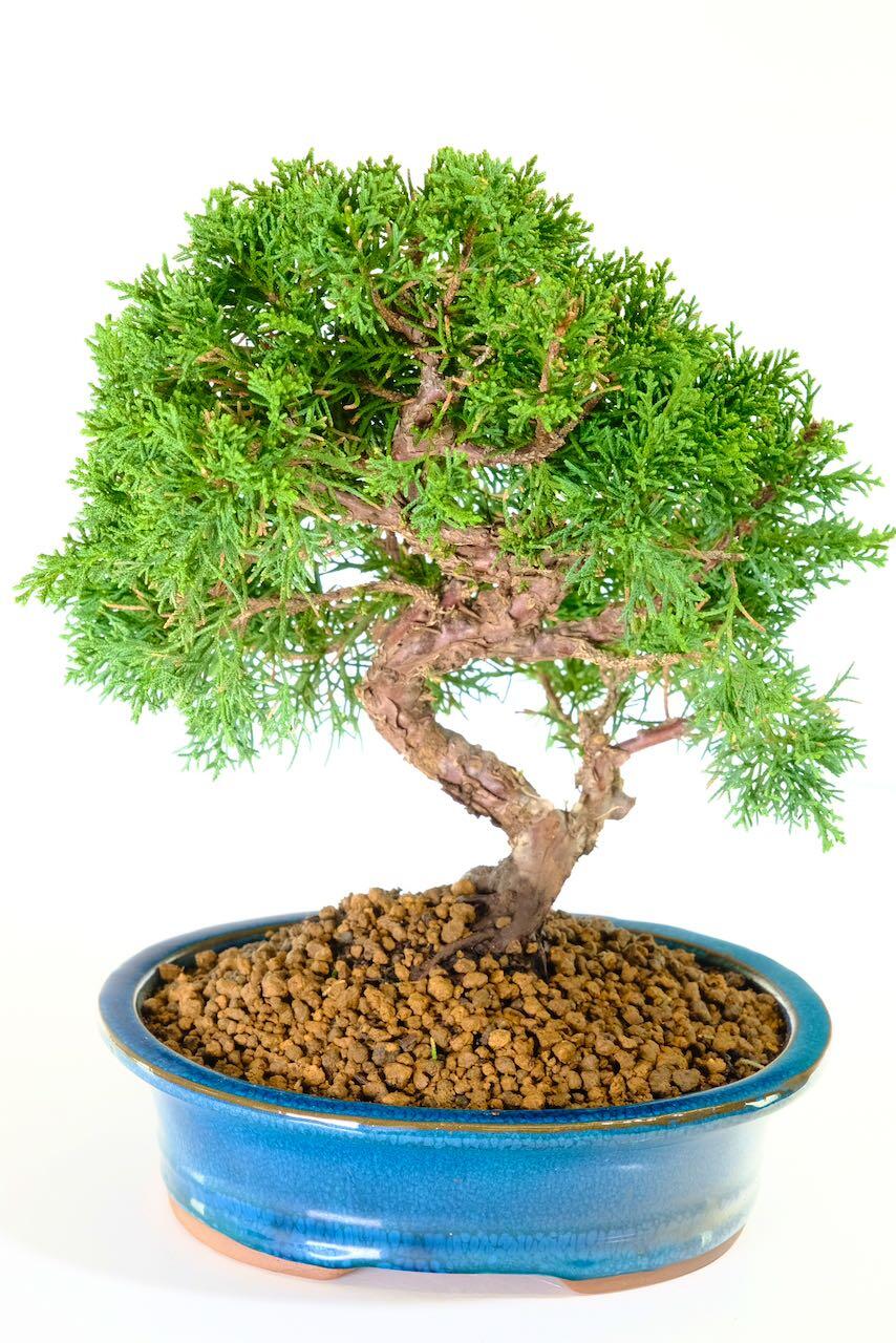 Stunning Juniper bonsai for sale