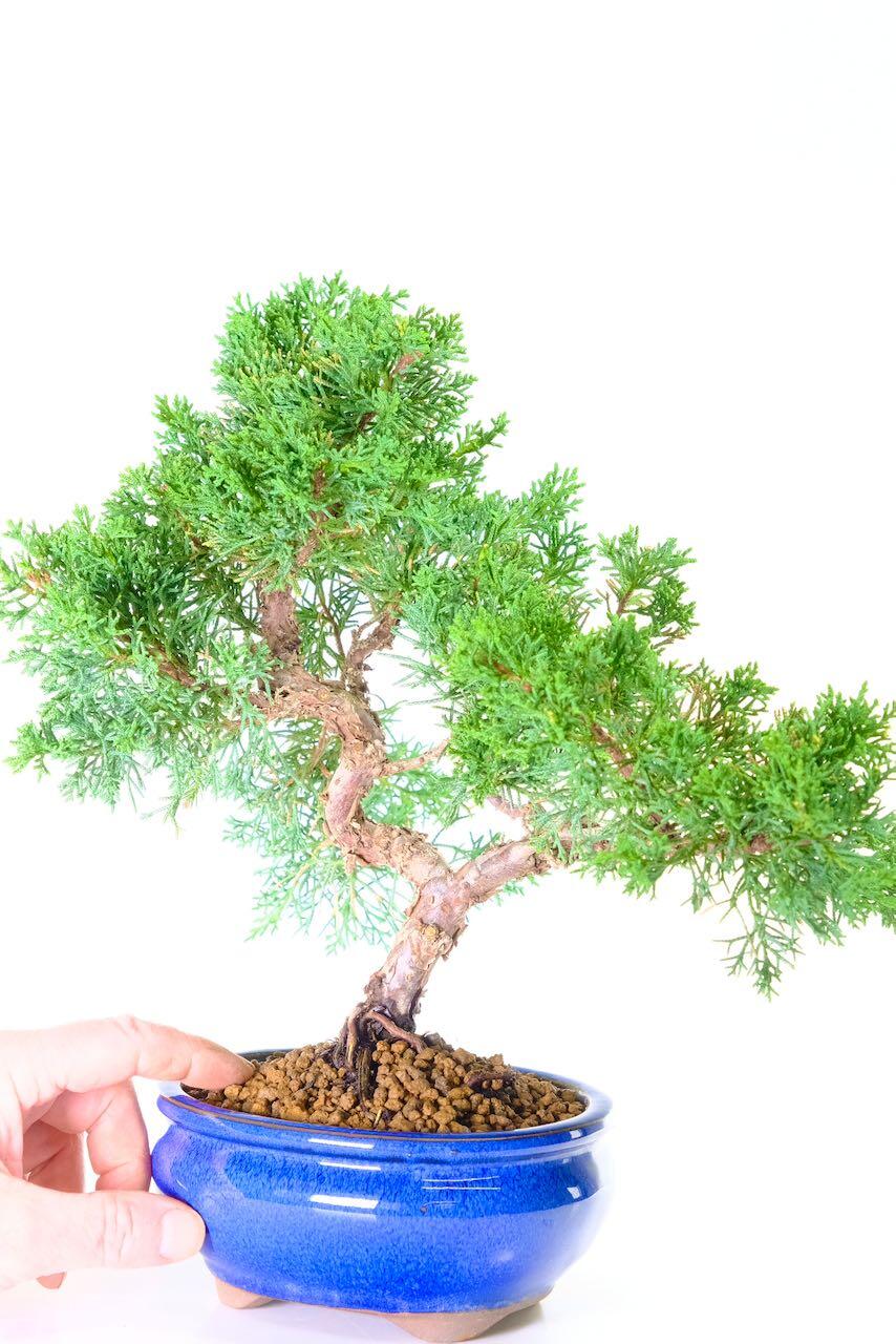 Karate Kid Bonsai Tree