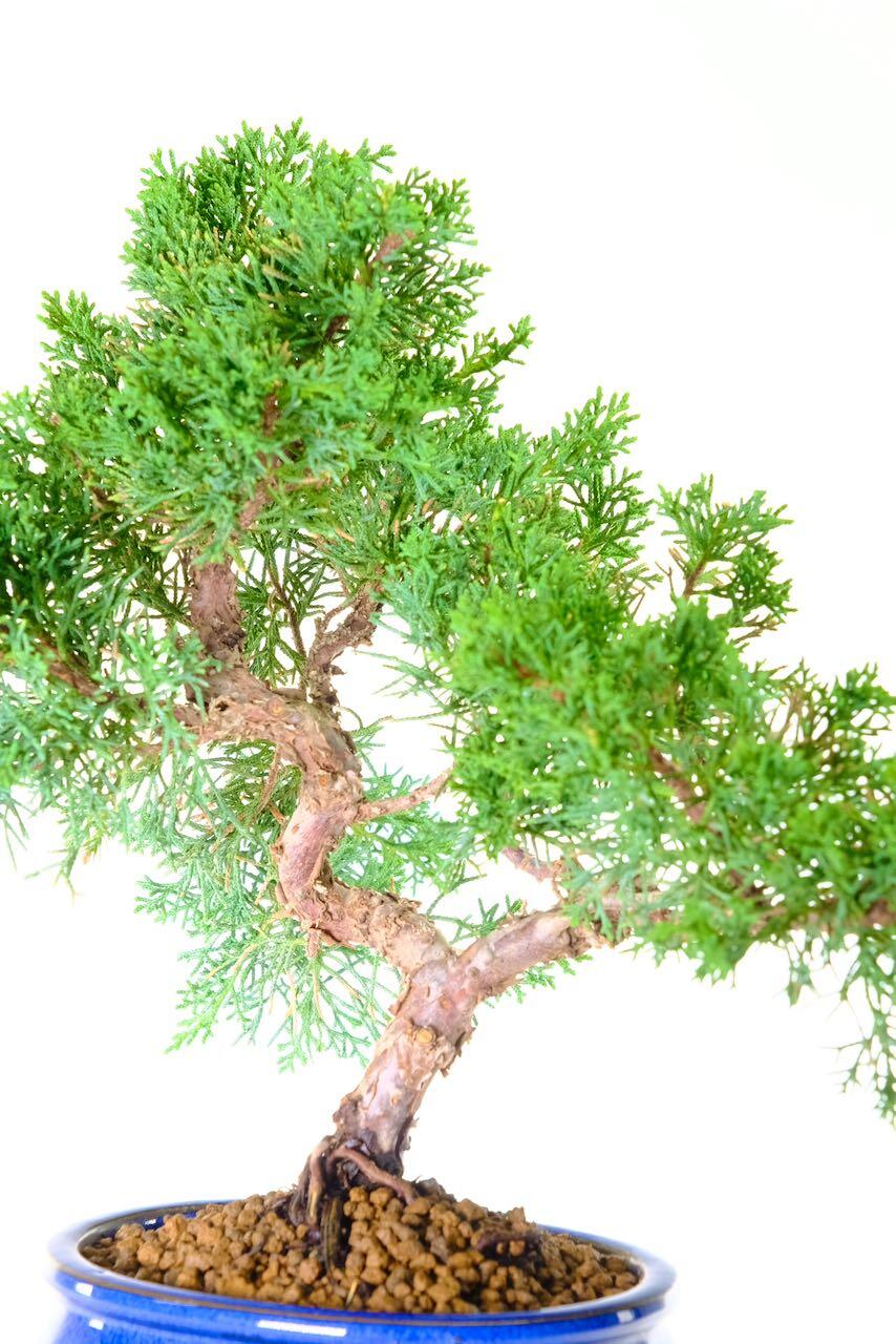 Lovely stying and bark texture