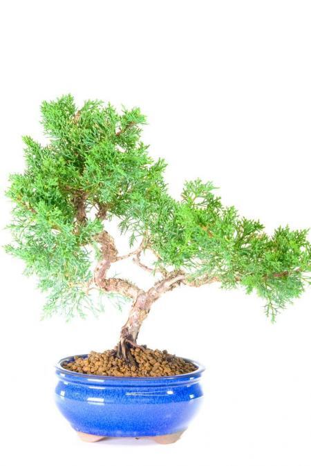 Unique twisty Chinese Juniper