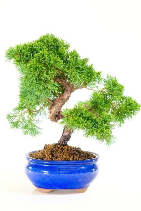 13-Year-Old Fruiting Evergreen Juniper Bonsai | Twisty Trunk Excellence Range