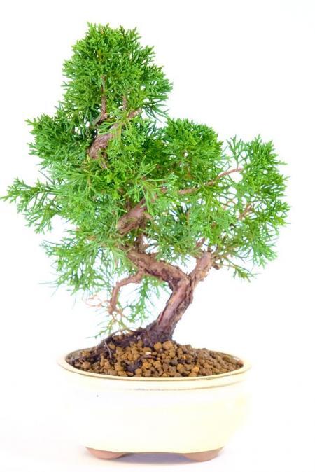 Classic Hardy Chinese Juniper Bonsai Tree | Juniperus chinensis Evergreen Bonsai