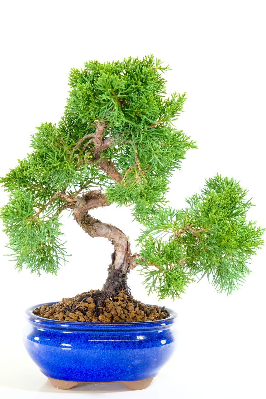 Tall and twisty outdoor bonsai tree