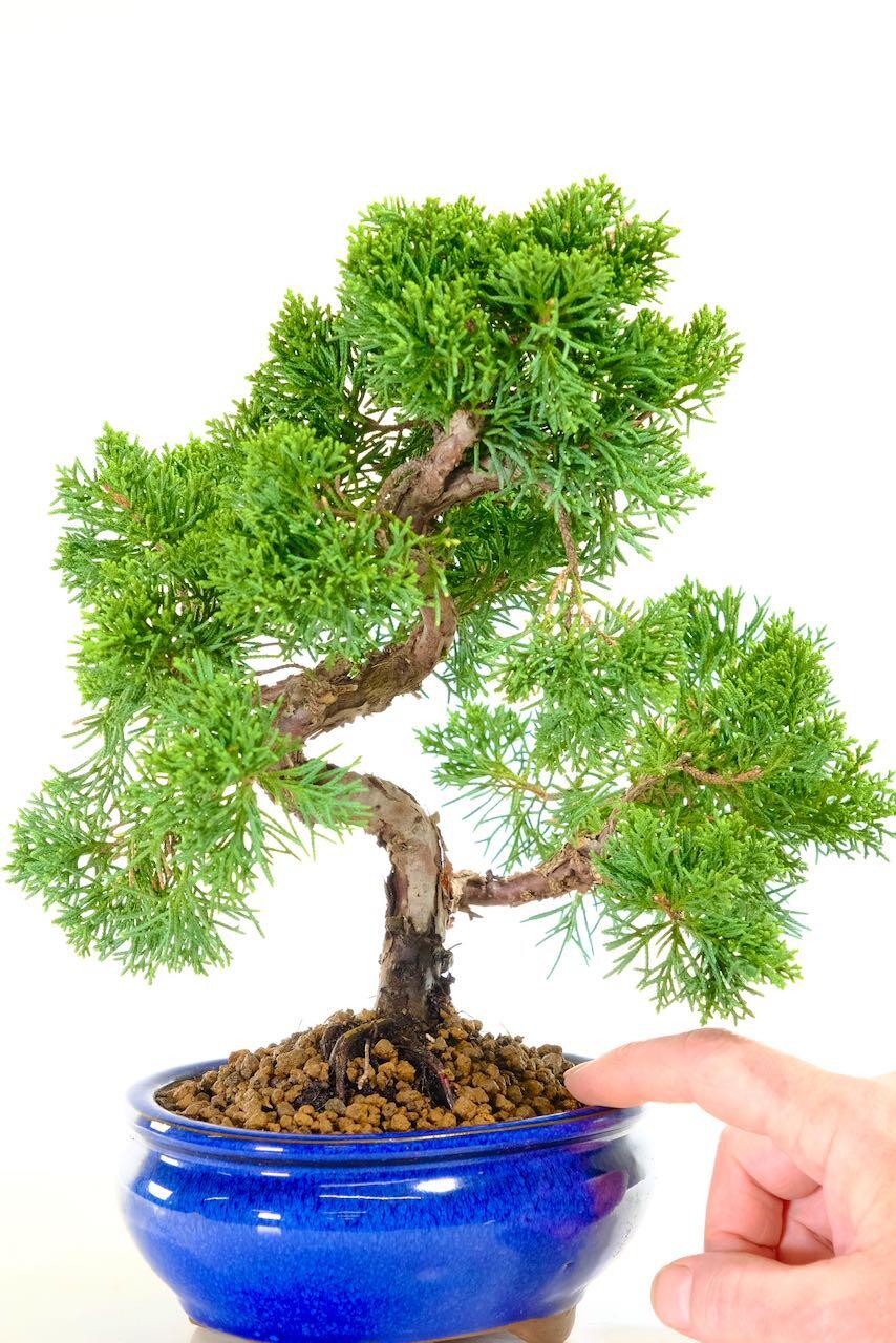 Evergreen hardy bonsai tree