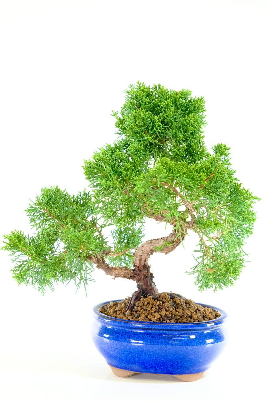 Tiny berries as the bonsai matures