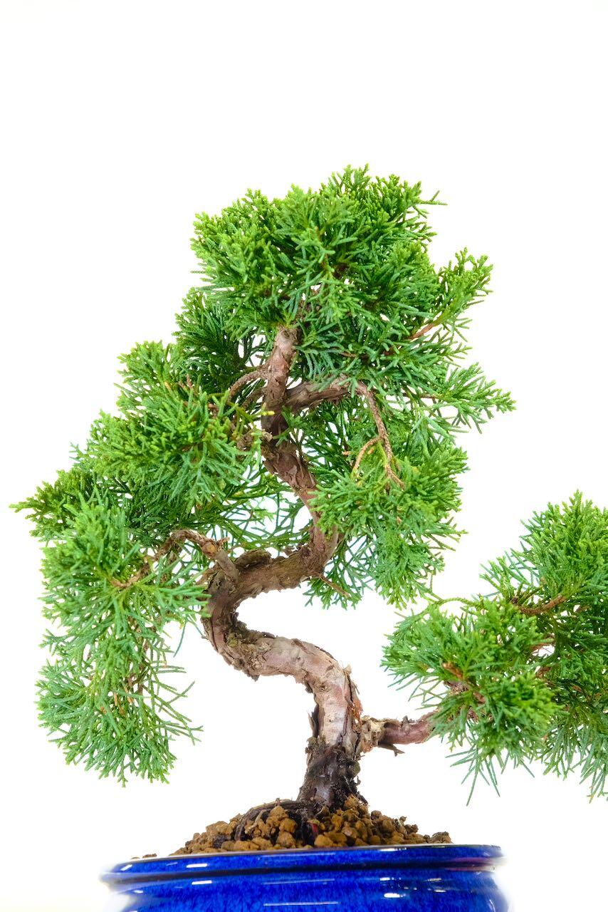 Juniperus chinensis bonsai tree