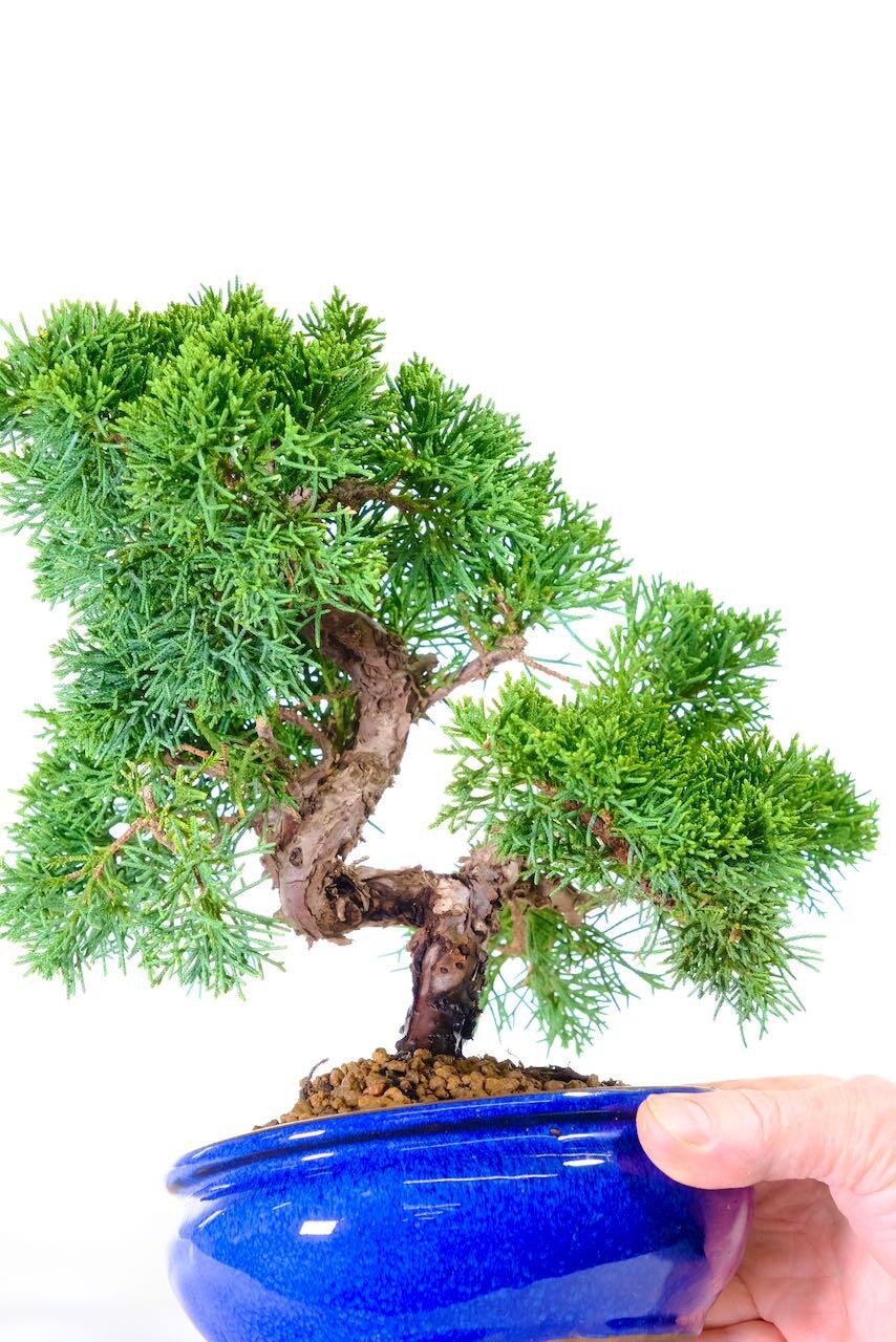 Perfect for patio or balcony