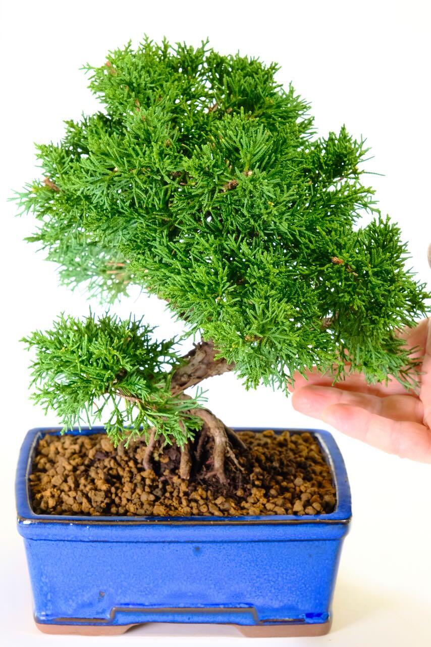 very neat compact evergreen mature foliage of this juniper bonsai tree for sale
