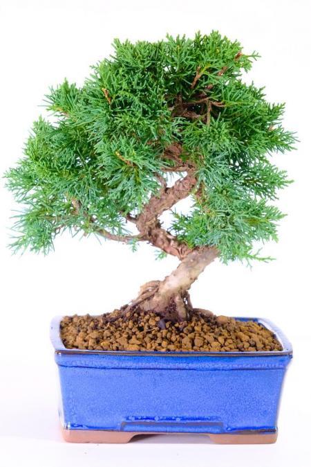 Chinese Juniper Bonsai Tree in Blue Pot | Artistic Evergreen with Blue-Green Foliage