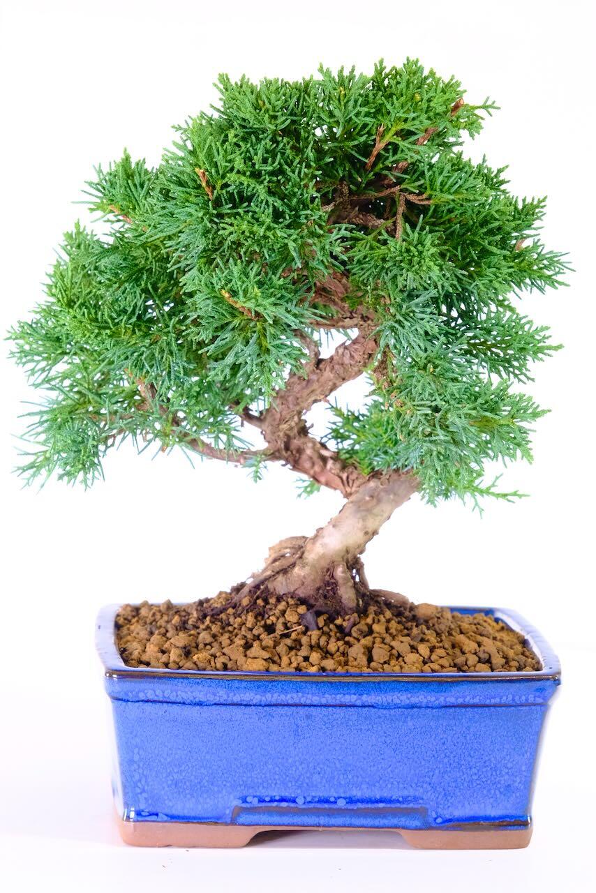 Chinese Juniper Bonsai Tree in Blue Pot | Artistic Evergreen with Blue-Green Foliage