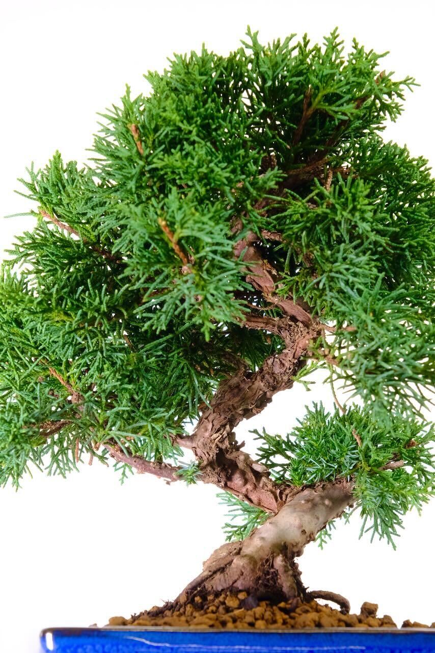 showing the internal trunk of this bonsai with superb taper