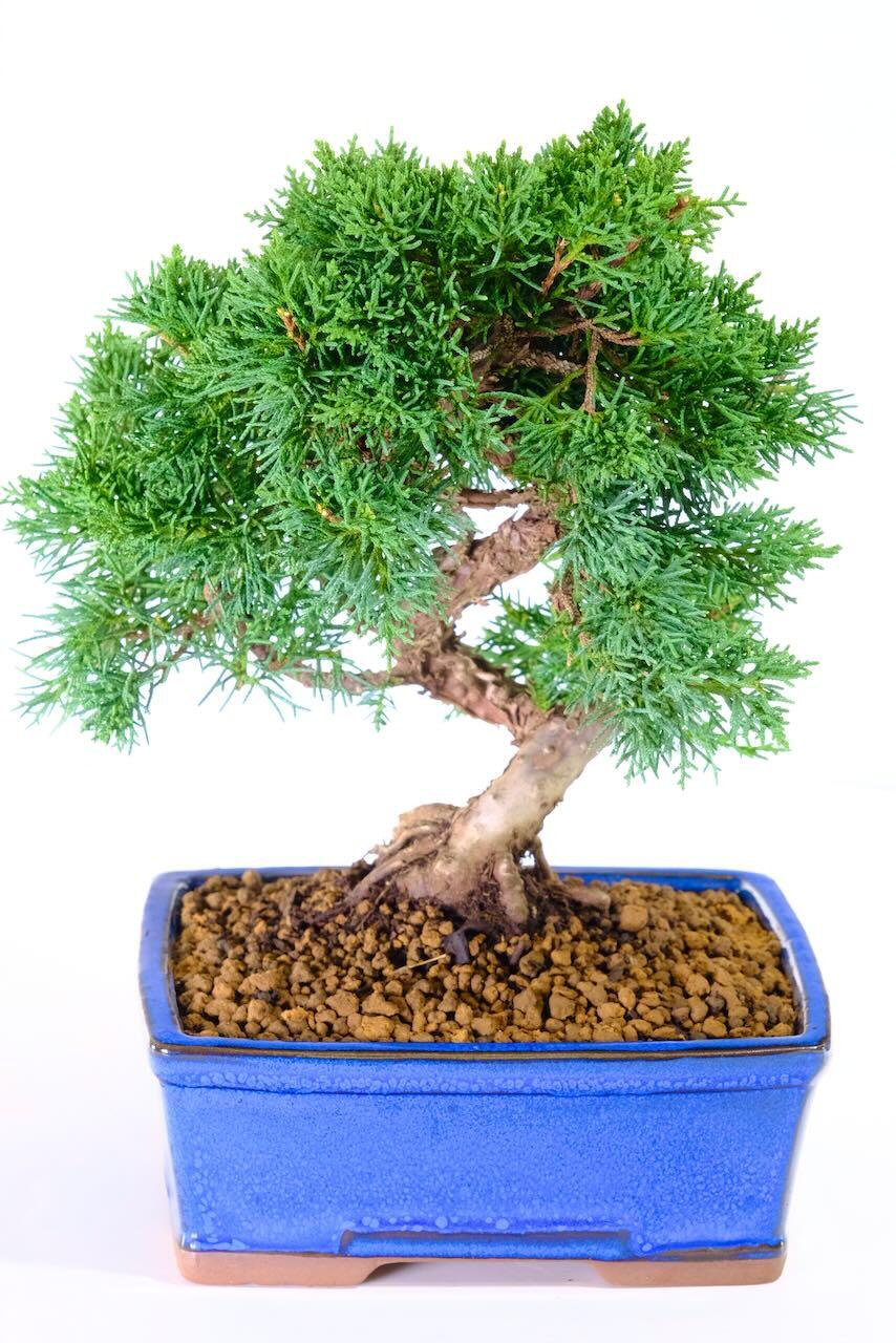Chinese Juniper Bonsai Tree in Royal Blue Pot | Elegant Evergreen with Soft Blue-Green Foliage