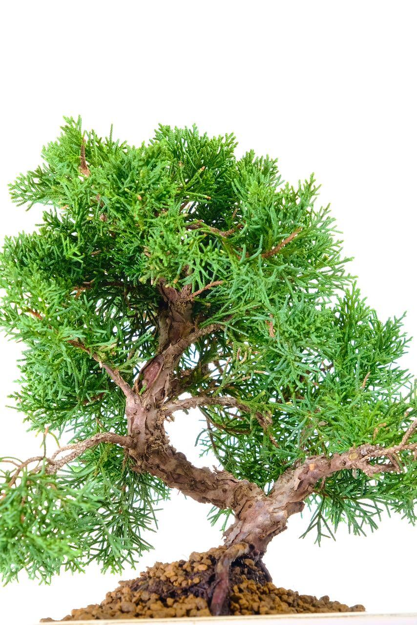 Lovely gnarly bark and soft foliage