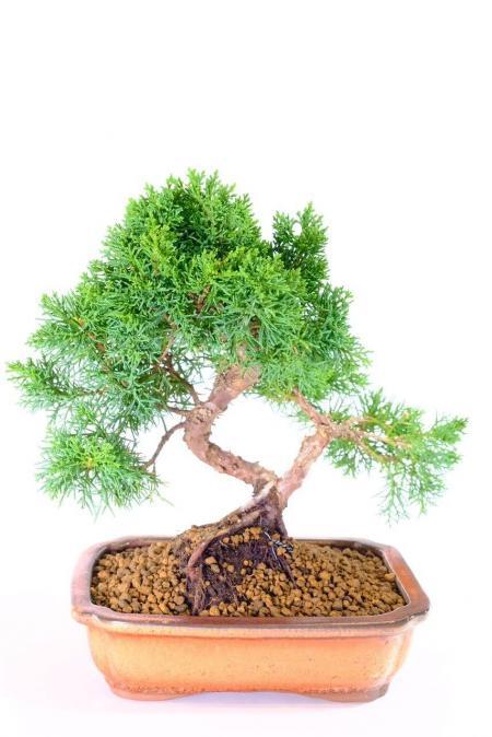 Serpentine Chinese Juniper bonsai