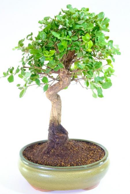 Majestic 20-Year-Old Cork Bark Oak Bonsai in Large Olive Glazed Pot